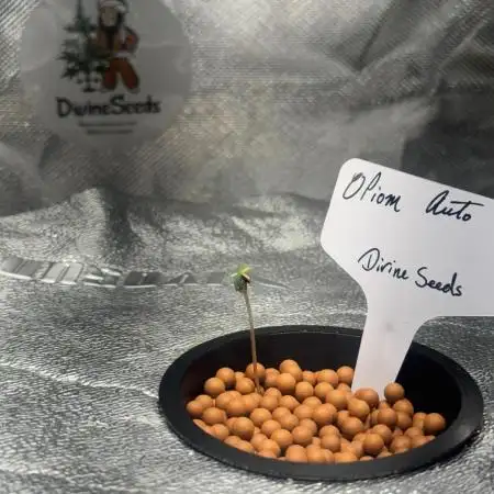 Opiom Auto / dWC