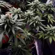 Pure skunk Go Fast