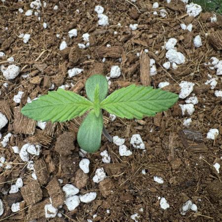 Izi Diesel Génétics Auto