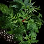 ?Delicious Cookies Auto #3?