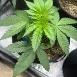 Zkittlez