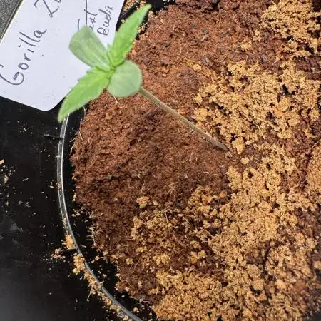 Gorilla Zkittlez Auto