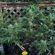 Black Orchid auto