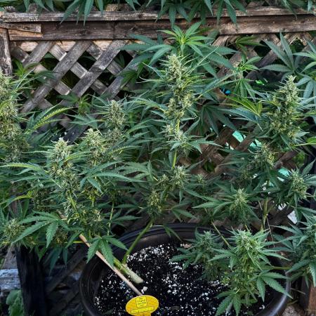 Black Orchid auto