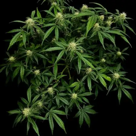 Cookies Apple Og F1 auto