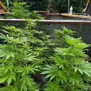 3 Strains 4 plants