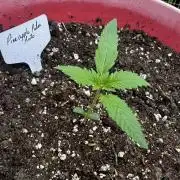 Pineapple Pulse