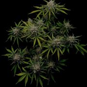 Delicious Cookies Auto #3?