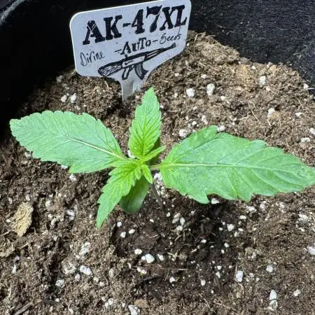 Ak-47 auto