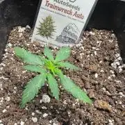 Trainwreck 002
