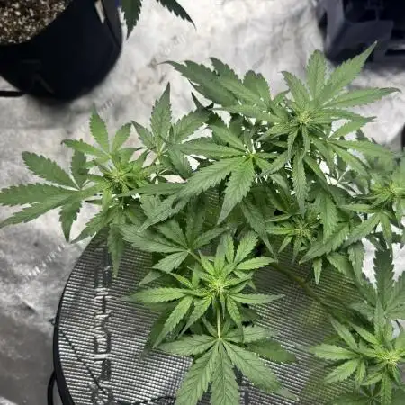Ak-47 XL / fail again dwc