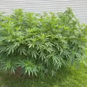 White Widow