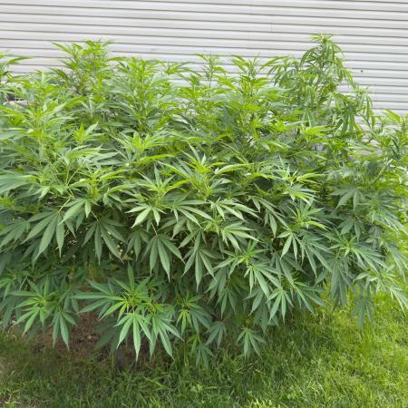 White Widow