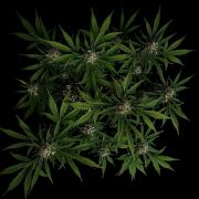 Delicious Cookies Auto #3?