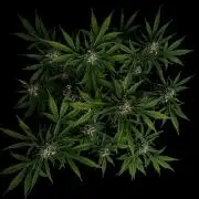 Delicious Cookies Auto #3?