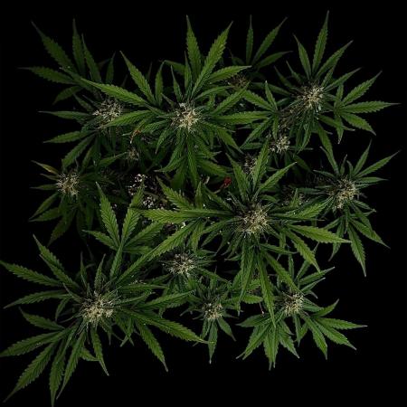 Delicious Cookies Auto #3?