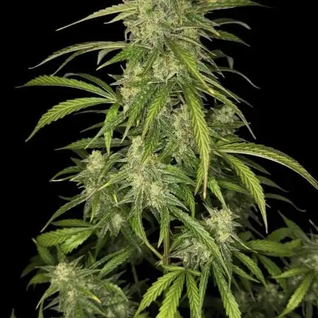 Ak-47 XL auto