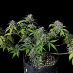 Purple Punch auto