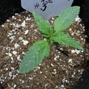 ?Delicious Cookies Auto #3?