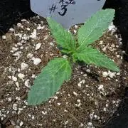 ?Delicious Cookies Auto #3?