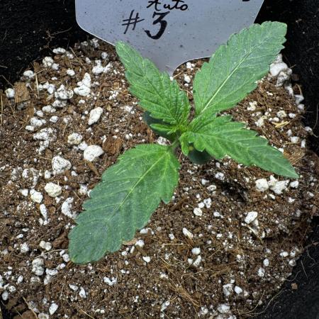 ?Delicious Cookies Auto #3?