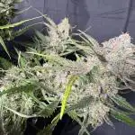 Auto Moon Rock