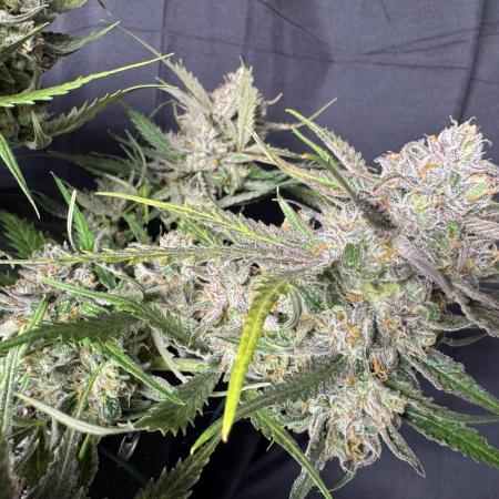 Auto Moon Rock