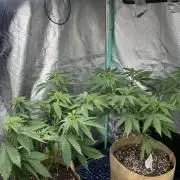 Sour Diesel