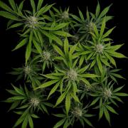 Delicious Cookies Auto #3?