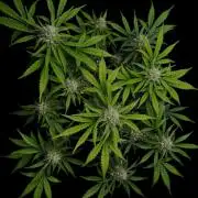 Delicious Cookies Auto #3?