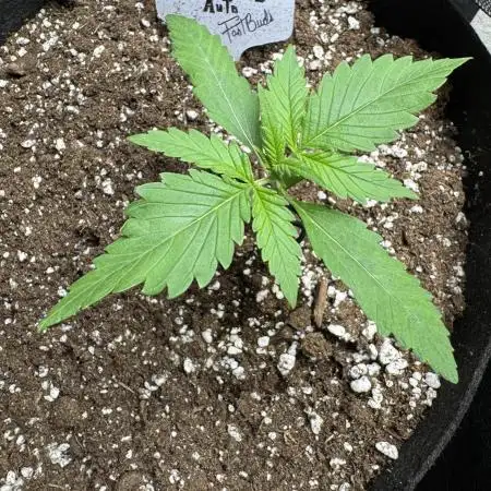 FrostBanger Auto