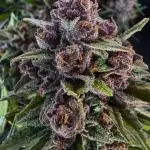 FrostBanger Auto