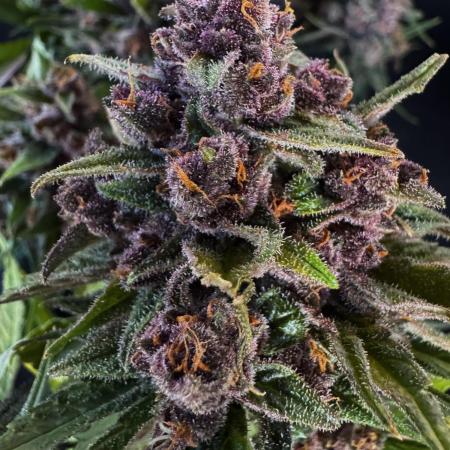 FrostBanger Auto