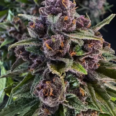 FrostBanger Auto
