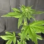 Devil Cream auto