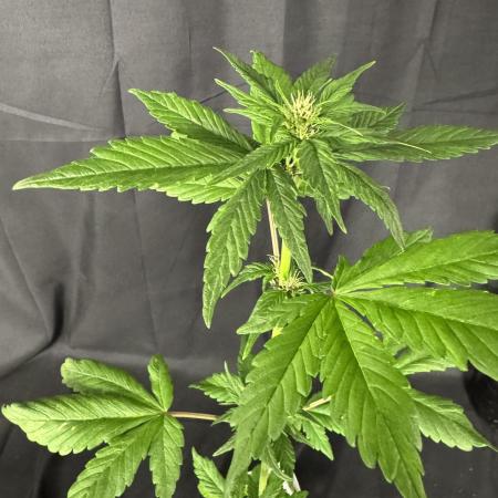 Devil Cream auto