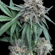 Divine Rapier Auto #3