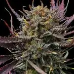 Moon Rock auto #2