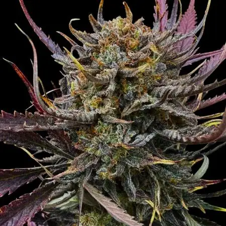 Moon Rock auto #2