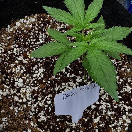 Divine Og Kush Bio