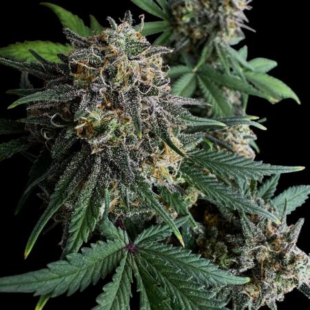 Divine Rapier Auto #3