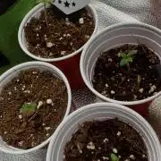 Sunset Sherbet Go Fast