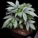 LSO:Purple punch Auto