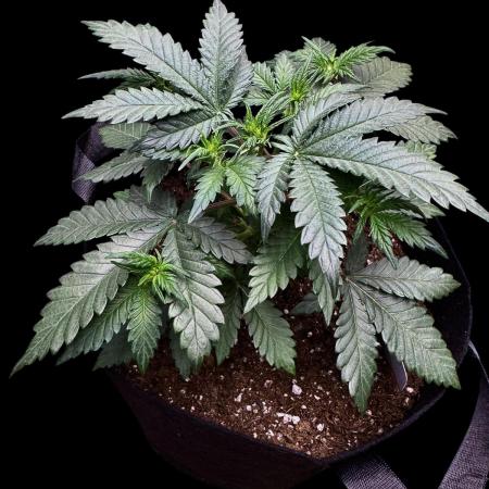 LSO:Purple punch Auto