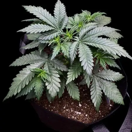 LSO:Purple punch Auto