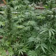 3 Strains 4 plants