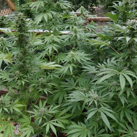3 Strains 4 plants