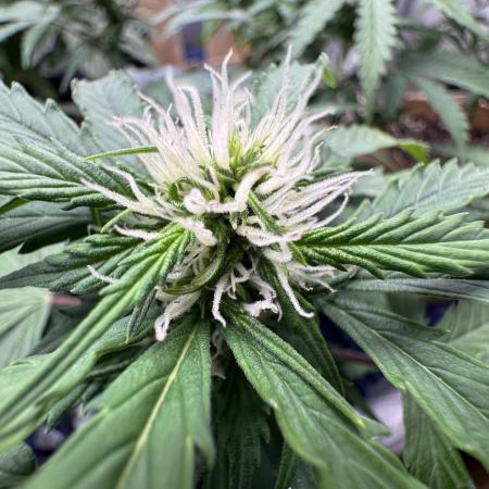 Strawberry Haze Auto