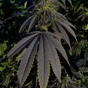 Golosa