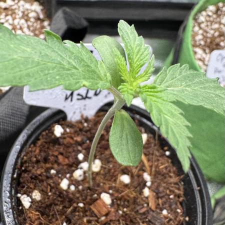 Miracle Alien Cookies